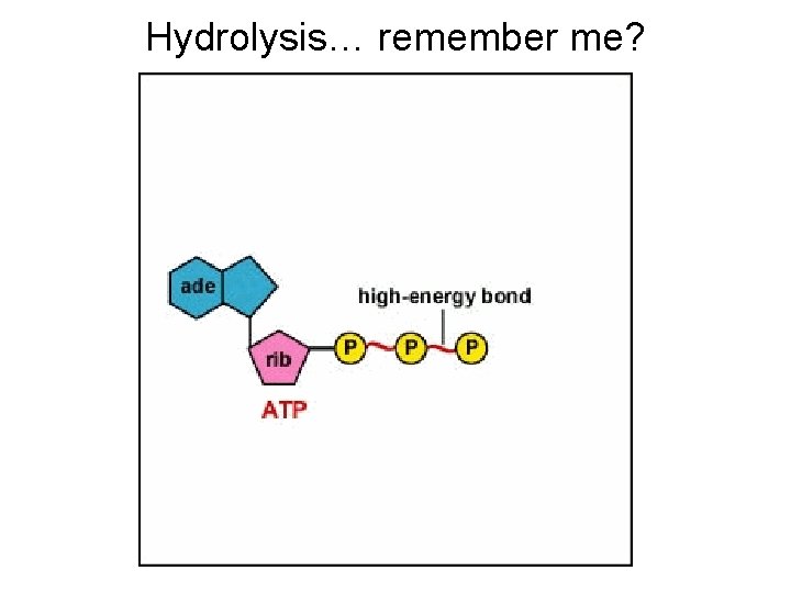 Hydrolysis… remember me? 