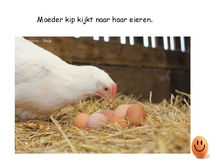 Moeder kip kijkt naar haar eieren. 