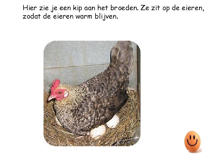 Hier zie je een kip aan het broeden. Ze zit op de eieren, zodat