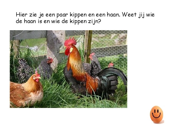 Hier zie je een paar kippen en een haan. Weet jij wie de haan