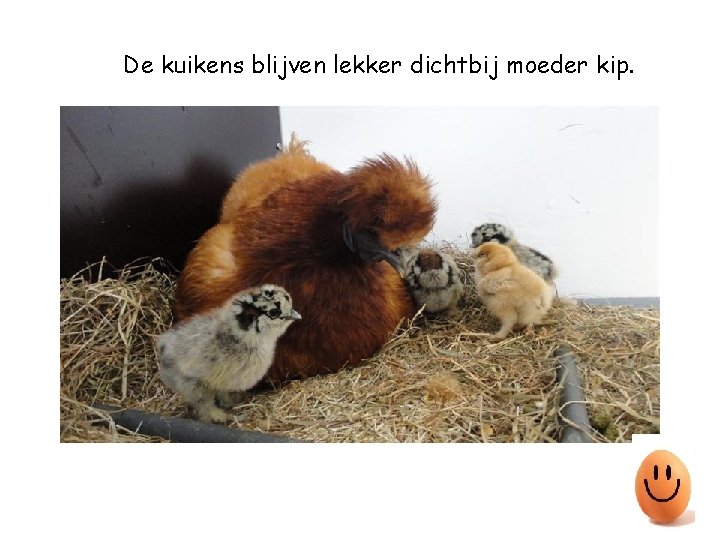 De kuikens blijven lekker dichtbij moeder kip. 