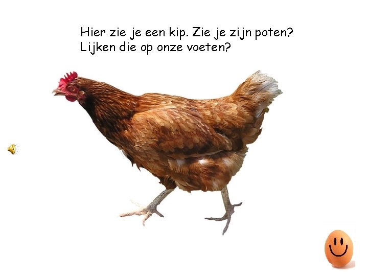 Hier zie je een kip. Zie je zijn poten? Lijken die op onze voeten?