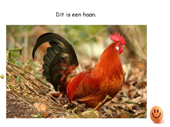 Dit is een haan. 