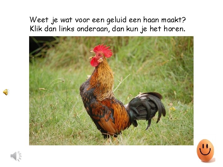 Weet je wat voor een geluid een haan maakt? Klik dan links onderaan, dan