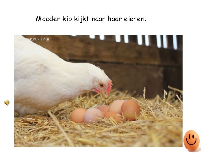 Moeder kip kijkt naar haar eieren. 