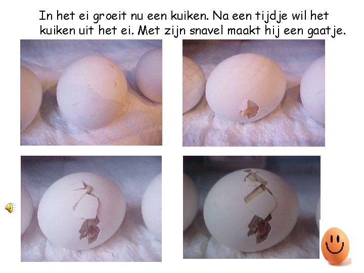 In het ei groeit nu een kuiken. Na een tijdje wil het kuiken uit