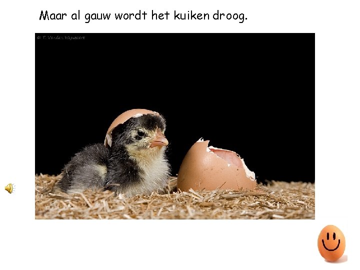 Maar al gauw wordt het kuiken droog. 