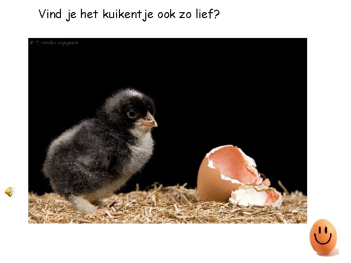 Vind je het kuikentje ook zo lief? 