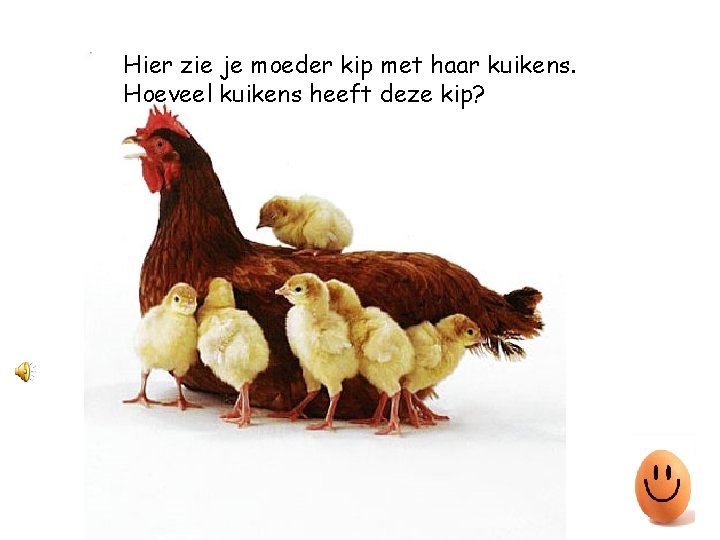 Hier zie je moeder kip met haar kuikens. Hoeveel kuikens heeft deze kip? 