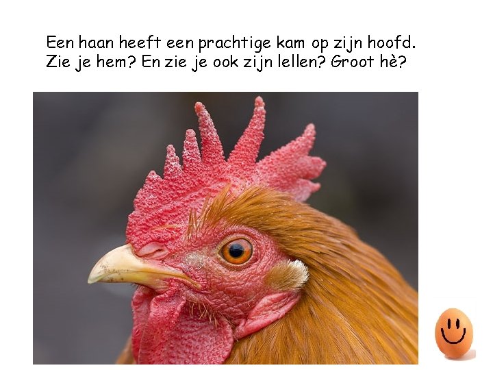 Een haan heeft een prachtige kam op zijn hoofd. Zie je hem? En zie