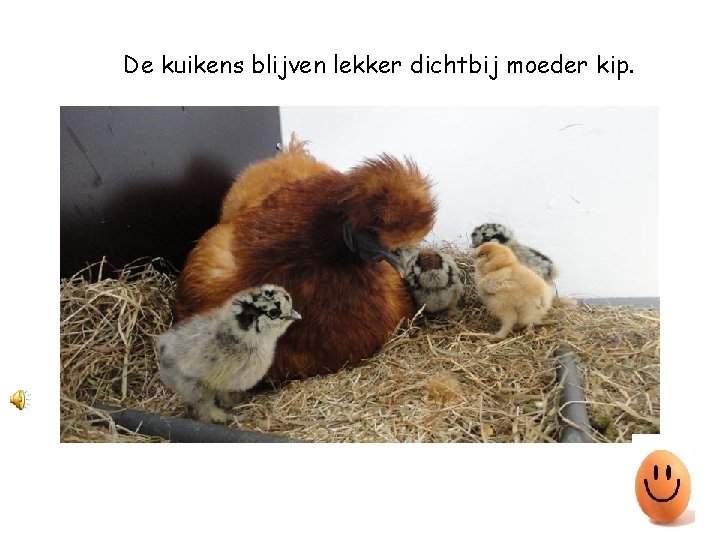 De kuikens blijven lekker dichtbij moeder kip. 