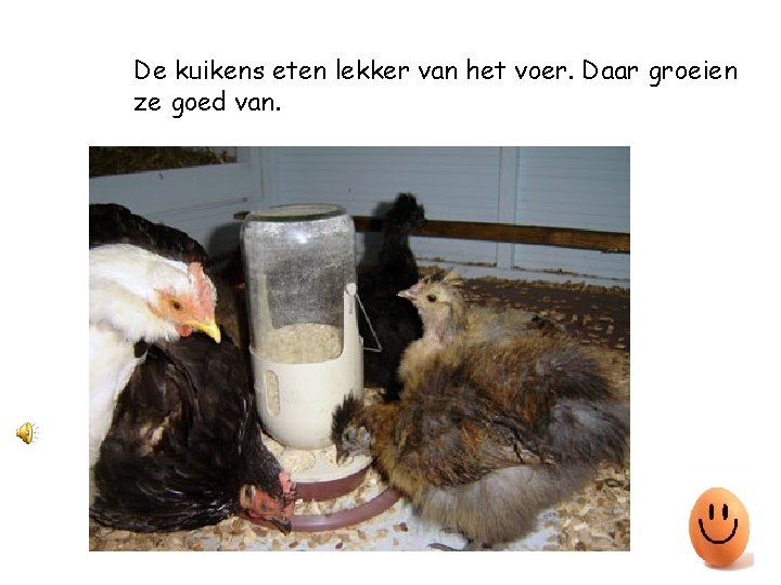 De kuikens eten lekker van het voer. Daar groeien ze goed van. 