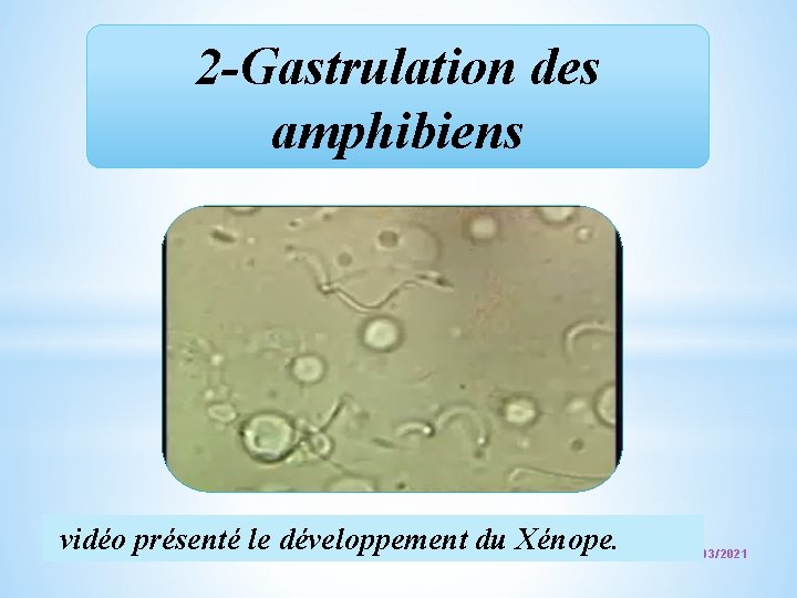 2 -Gastrulation des amphibiens vidéo présenté le développement du Xénope. 10 03/03/2021 