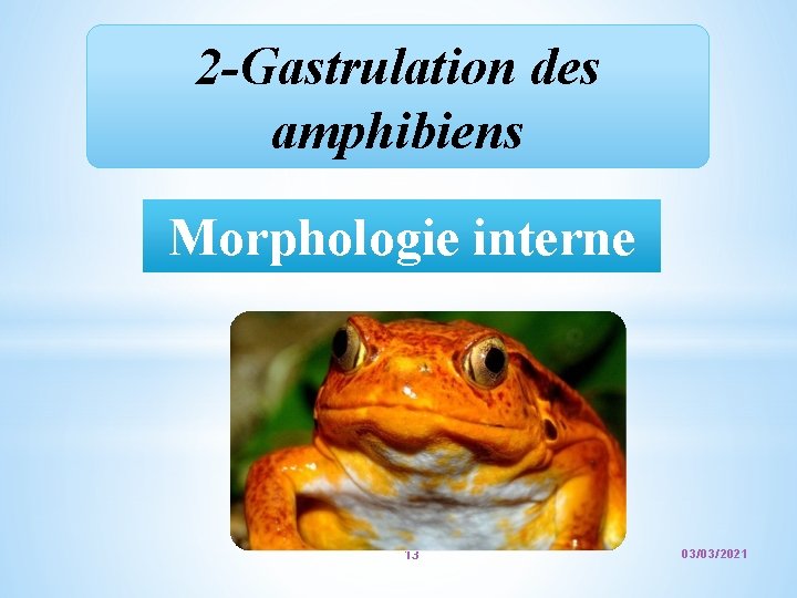 2 -Gastrulation des amphibiens Morphologie interne 13 03/03/2021 