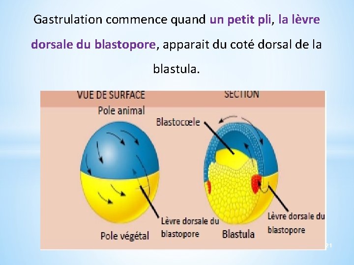 Gastrulation commence quand un petit pli, la lèvre dorsale du blastopore, apparait du coté