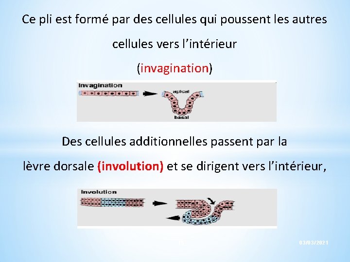 Ce pli est formé par des cellules qui poussent les autres cellules vers l’intérieur