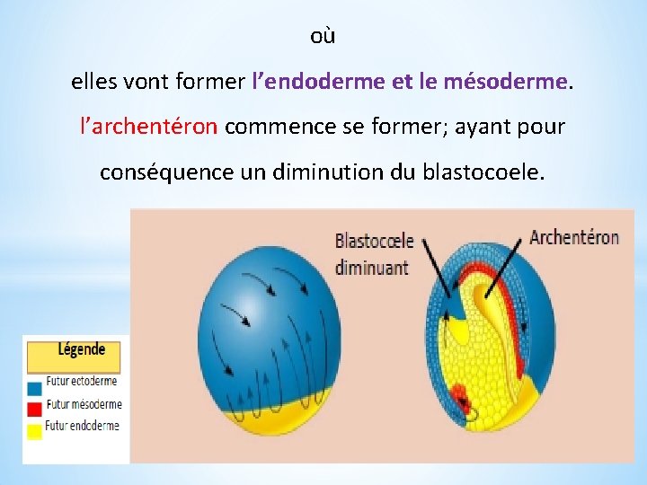 où elles vont former l’endoderme et le mésoderme. l’archentéron commence se former; ayant pour