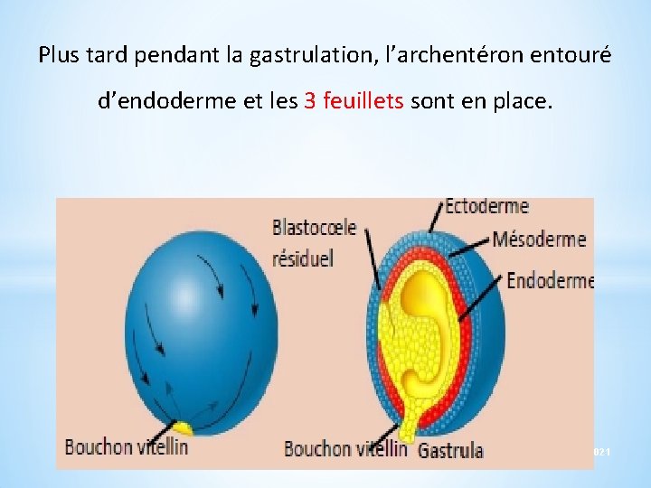 Plus tard pendant la gastrulation, l’archentéron entouré d’endoderme et les 3 feuillets sont en