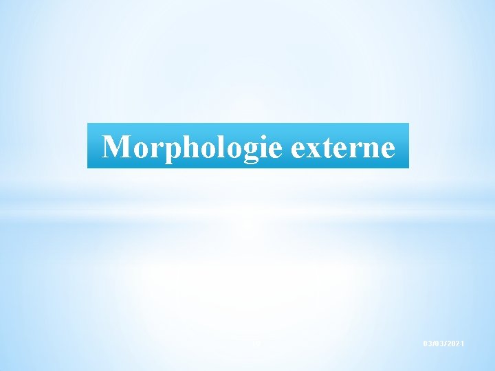 Morphologie externe 19 03/03/2021 