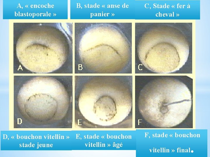 A, « encoche blastoporale » B, stade « anse de panier » D, «