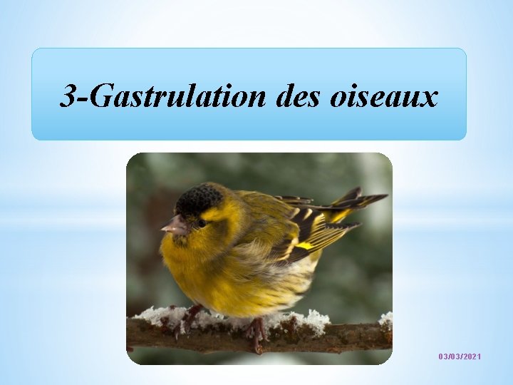 3 -Gastrulation des oiseaux 22 03/03/2021 