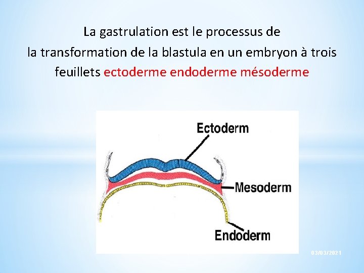 La gastrulation est le processus de la transformation de la blastula en un embryon