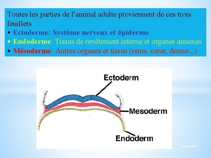 Toutes les parties de l’animal adulte proviennent de ces trois feuillets • Ectoderme: Système