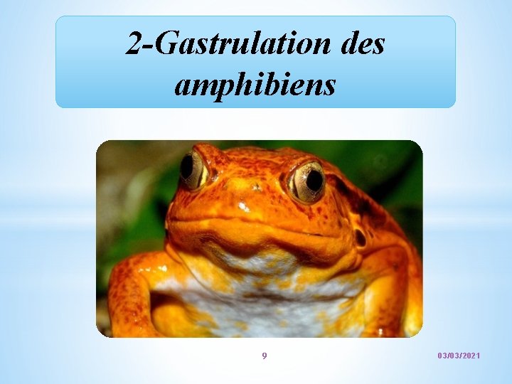 2 -Gastrulation des amphibiens 9 03/03/2021 