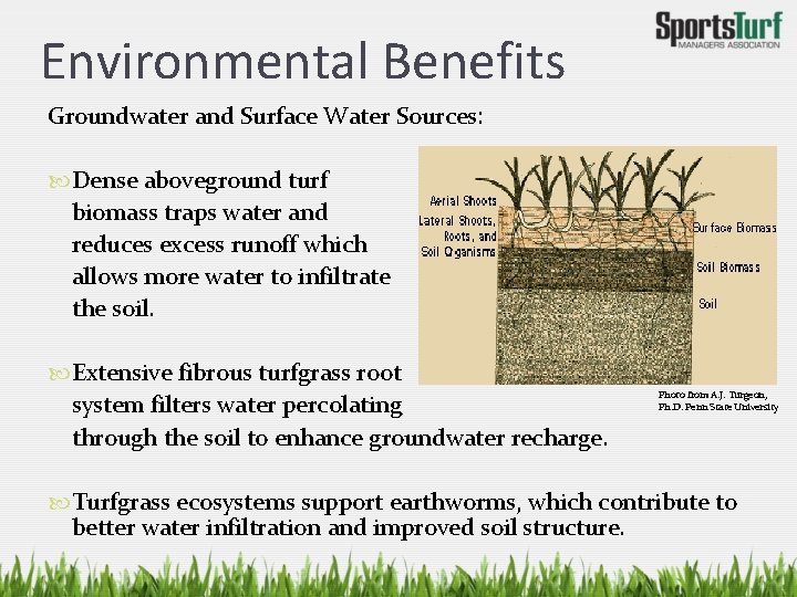 Environmental Benefits Groundwater and Surface Water Sources: Dense aboveground turf biomass traps water and
