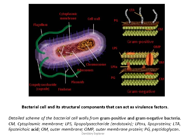 LTA Cytoplasmic membrane Cell wall Flagellum PG CM Gram-positive LPS Chromosome Ribosomes Exopolysaccharide (capsule)