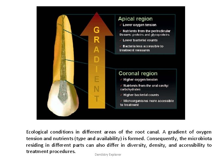 Ecological conditions in different areas of the root canal. A gradient of oxygen tension