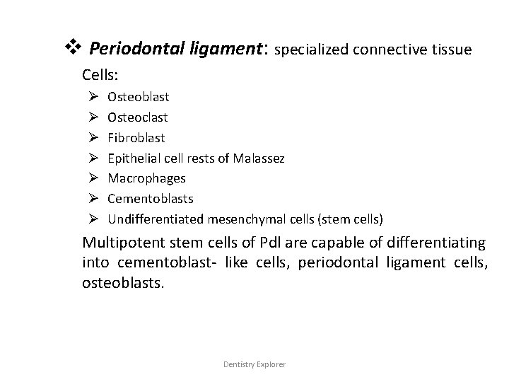 v Periodontal ligament: specialized connective tissue Cells: Ø Ø Ø Ø Osteoblast Osteoclast Fibroblast