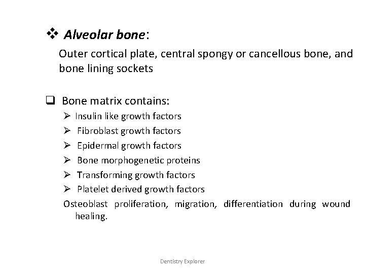 v Alveolar bone: Outer cortical plate, central spongy or cancellous bone, and bone lining