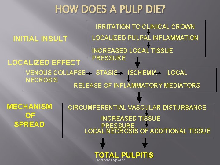 HOW DOES A PULP DIE? IRRITATION TO CLINICAL CROWN LOCALIZED PULPAL INFLAMMATION INITIAL INSULT