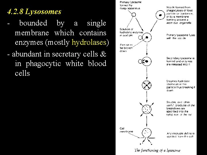 4. 2. 8 Lysosomes - bounded by a single membrane which contains enzymes (mostly