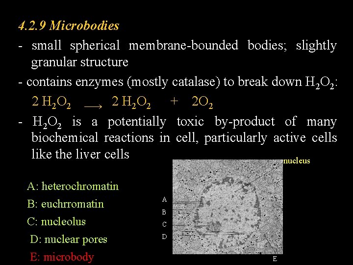 4. 2. 9 Microbodies - small spherical membrane-bounded bodies; slightly granular structure - contains
