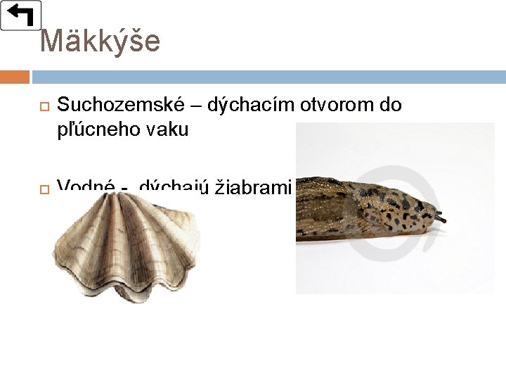 Mäkkýše Suchozemské – dýchacím otvorom do pľúcneho vaku Vodné - dýchajú žiabrami 