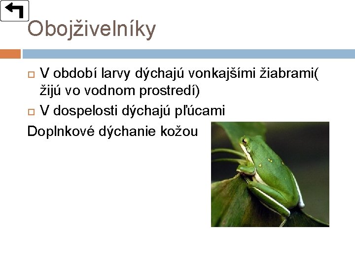 Obojživelníky V období larvy dýchajú vonkajšími žiabrami( žijú vo vodnom prostredí) V dospelosti dýchajú