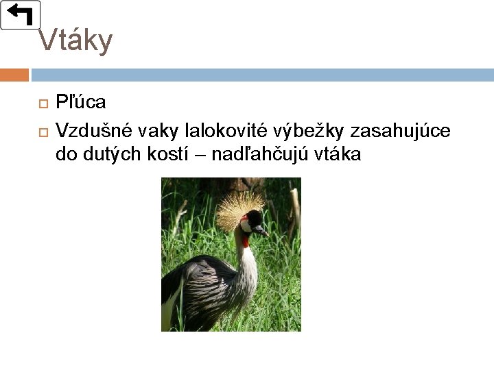 Vtáky Pľúca Vzdušné vaky lalokovité výbežky zasahujúce do dutých kostí – nadľahčujú vtáka 