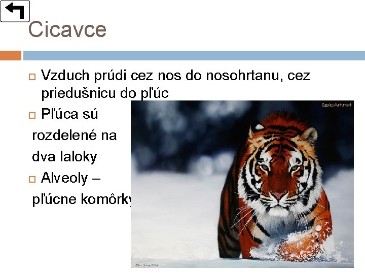 Cicavce Vzduch prúdi cez nos do nosohrtanu, cez priedušnicu do pľúc Pľúca sú rozdelené