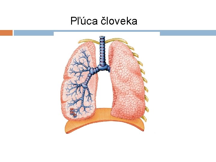 Pľúca človeka 