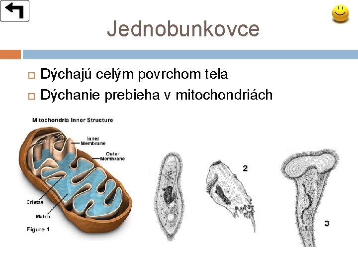 Jednobunkovce Dýchajú celým povrchom tela Dýchanie prebieha v mitochondriách 