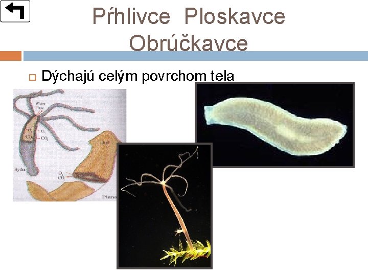 Pŕhlivce Ploskavce Obrúčkavce Dýchajú celým povrchom tela 