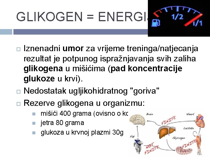 GLIKOGEN = ENERGIJA Iznenadni umor za vrijeme treninga/natjecanja rezultat je potpunog ispražnjavanja svih zaliha