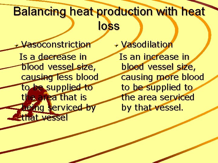 Balancing heat production with heat loss Vasoconstriction Is a decrease in blood vessel size, Balancing heat production with heat loss Vasoconstriction Is a decrease in blood vessel size,