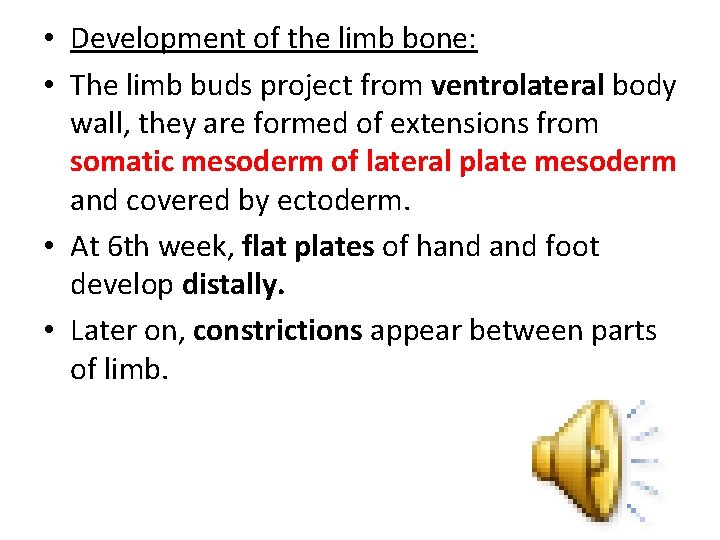  • Development of the limb bone: • The limb buds project from ventrolateral