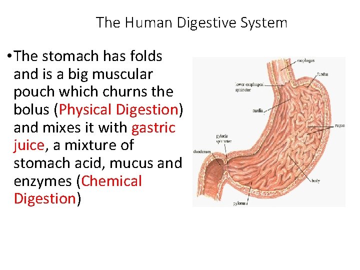 The Human Digestive System • The stomach has folds and is a big muscular