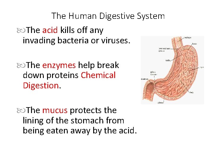 The Human Digestive System The acid kills off any invading bacteria or viruses. The