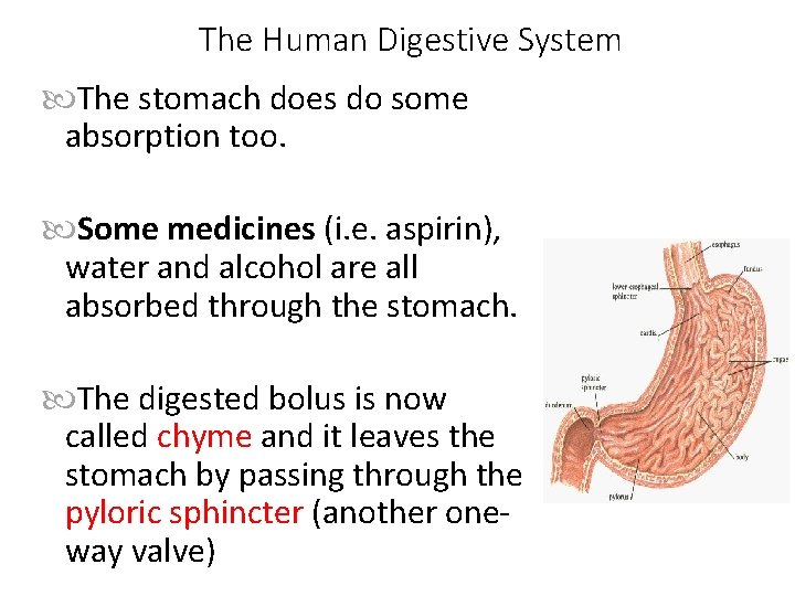 The Human Digestive System The stomach does do some absorption too. Some medicines (i.