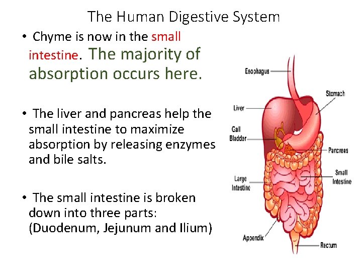 The Human Digestive System • Chyme is now in the small intestine. The majority